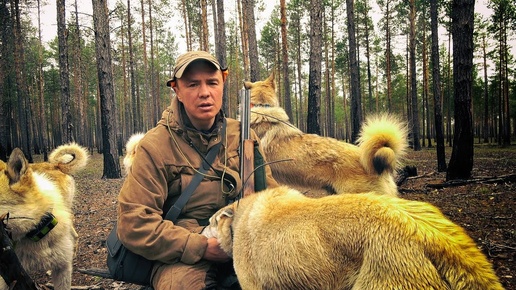 Золото Тайги. Охота на крупного медведя самца!