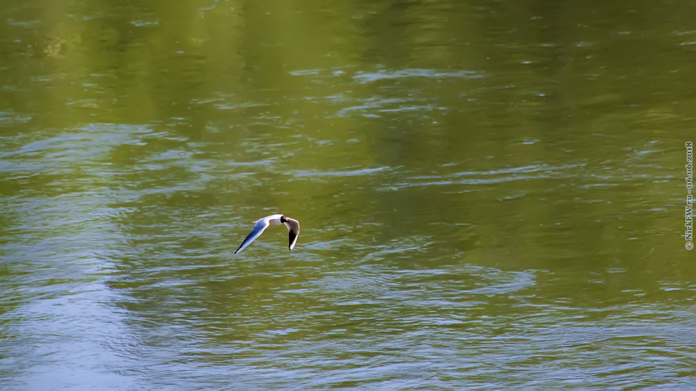 2. Озёрная чайка над Искитимкой... © NickFW.ru — 06.06.2018г.