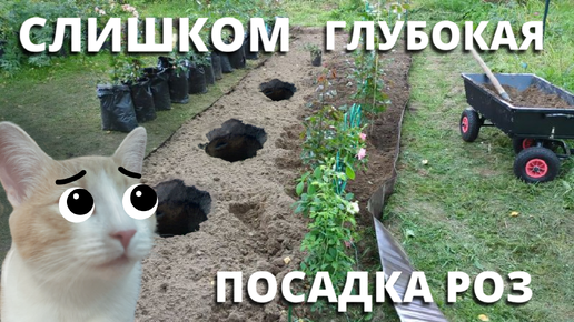 КАК ПОДНЯТЬ ГЛУБОКО ПОСАЖЕНЫЕ РОЗЫ.