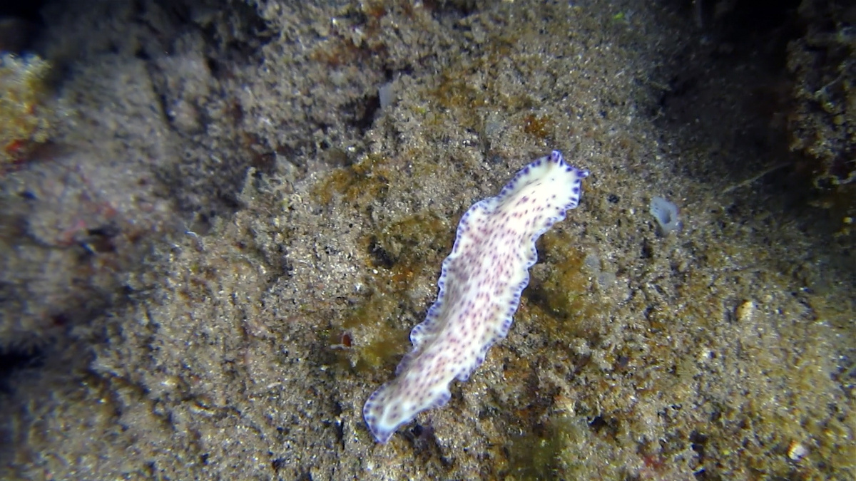 Pseudoceros laingensis