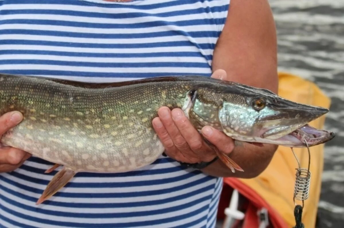    В Омской области рыбаки хвастаются крупным уловом