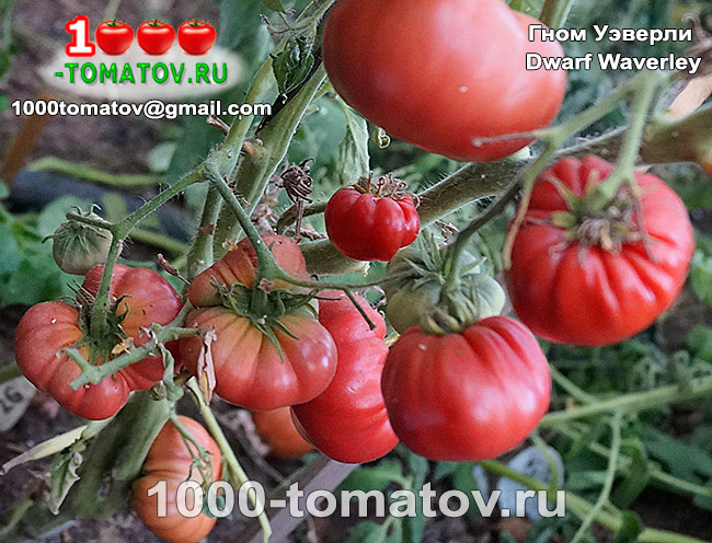 Томат Гном Уэверли - Dwarf Waverley фото 1