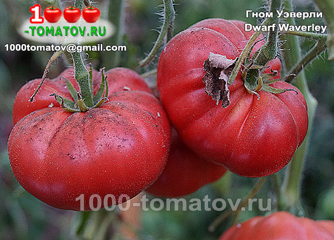 Томат Гном Уэверли - Dwarf Waverley фото 2