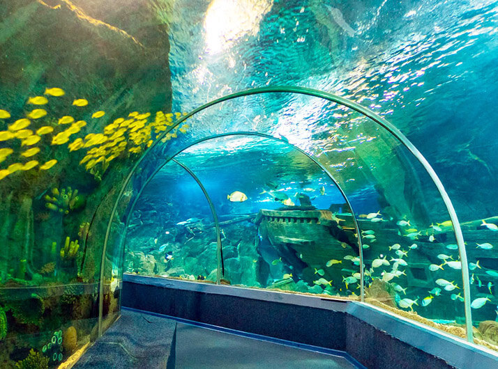 Океанариум "Sochi Discovery World Aquarium" в Адлере 