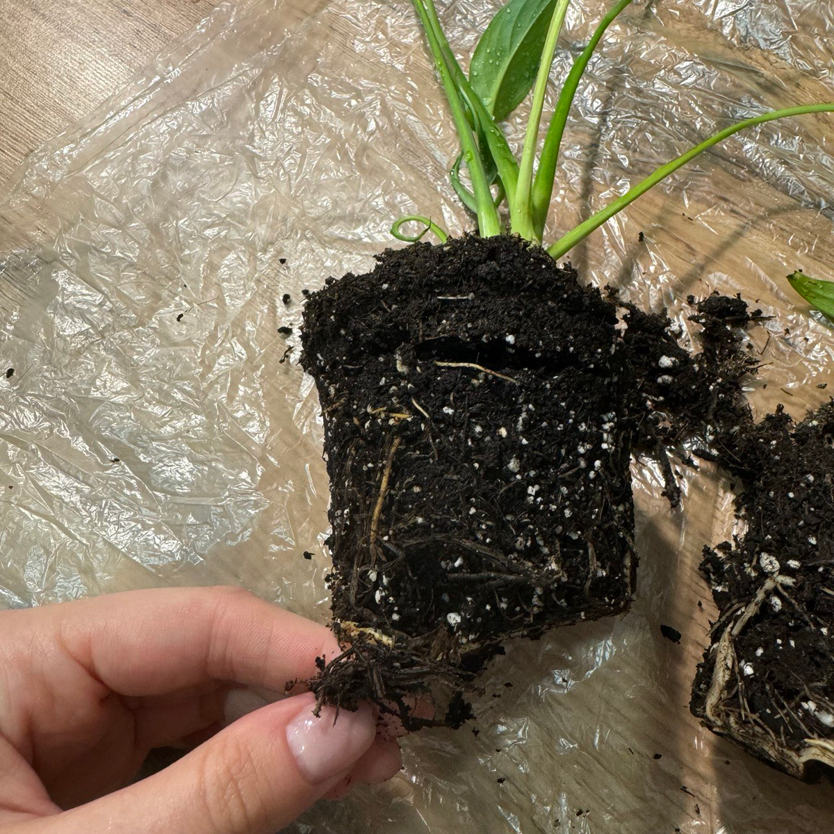 Гнилые корни у Спатифиллума из магазина