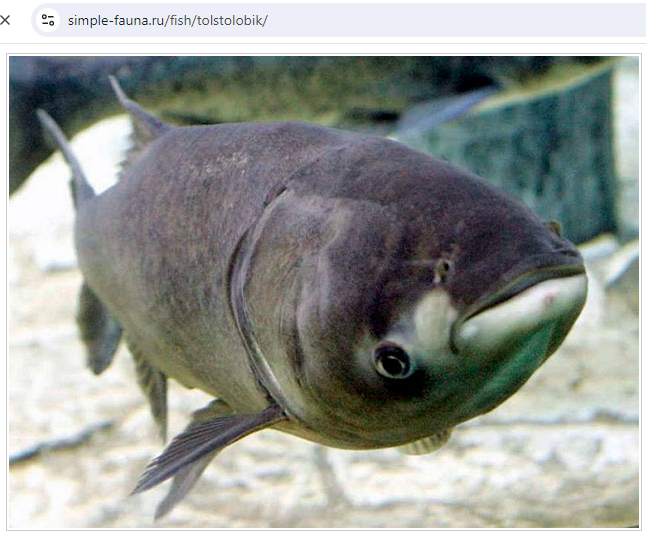 ТОЛСТОЛОБИК ДОЛЖЕН БЫЛ ПОМОЧЬ АМЕРИКЕ, А НАЧАЛ ЕЁ "ТОПИТЬ". СКРИН С САЙТА SIMPLE-FAUNA.RU