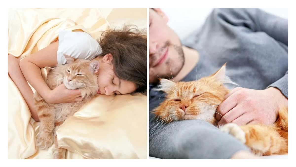 Из открытых источников https://yandex.ru/images/touch/search?source=tabbar&text=кот%20спит%20с%20человека