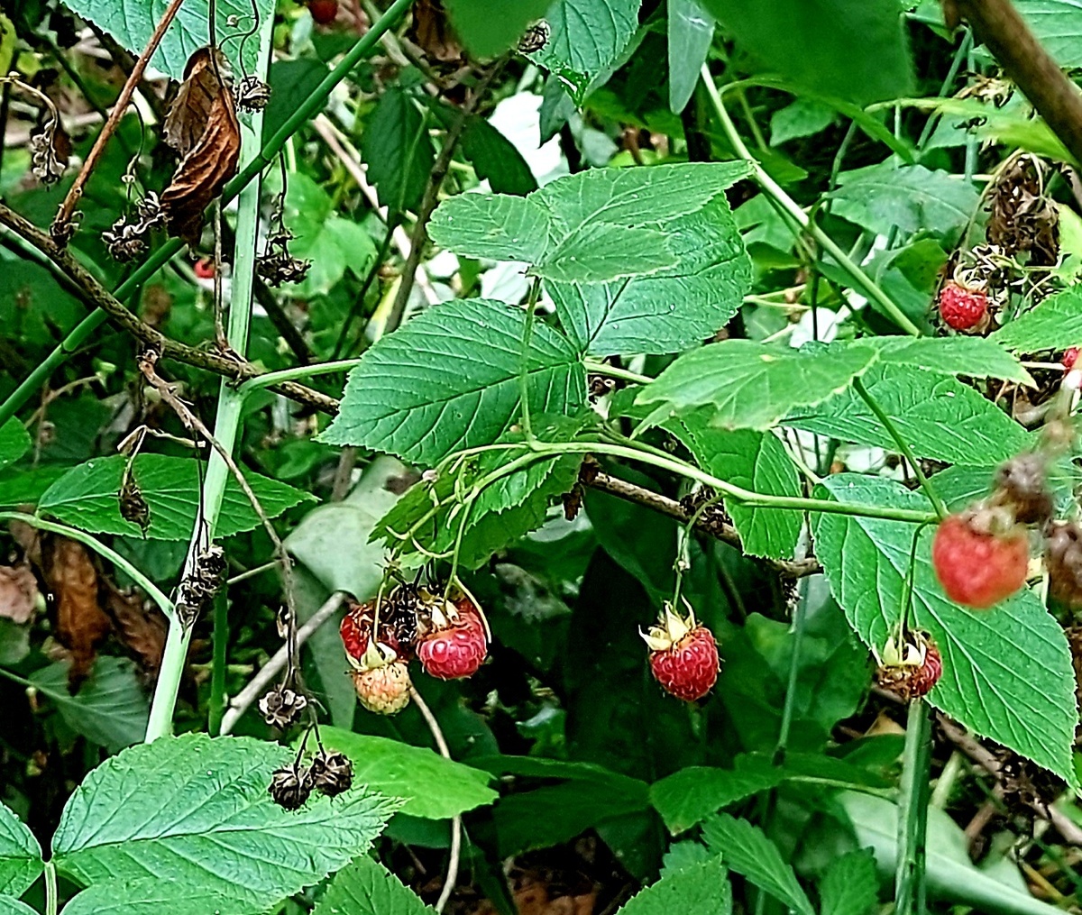Автор фото Любительница леса