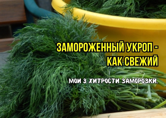 Как не нужно замораживать укроп: 3 ошибки - теряет вкус, запах, "перемерзает", с инеем и льдом. И как заморозить, чтоб как с грядки