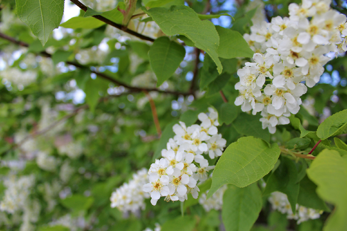 Цветение черёмухи в Архангельской области 