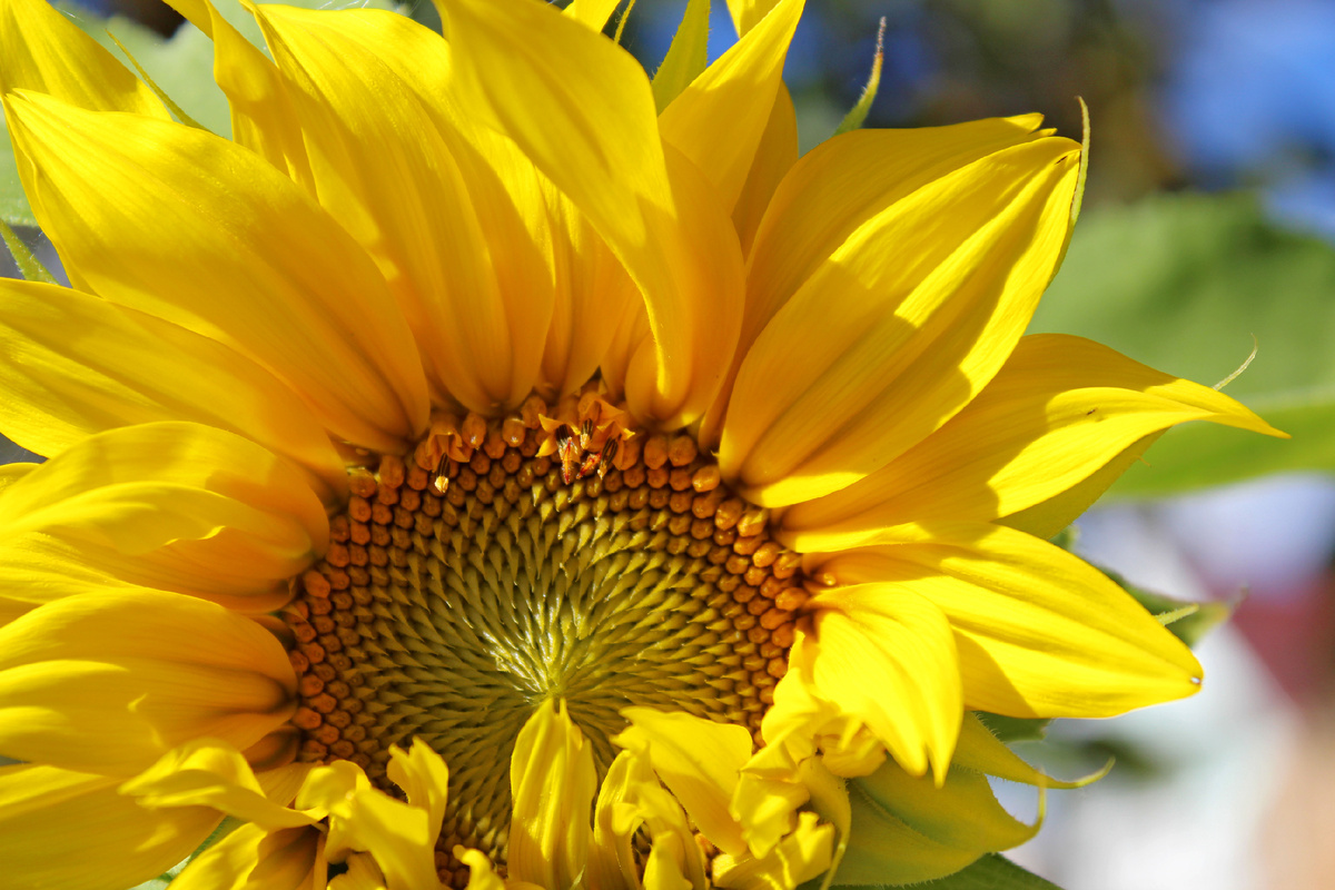 А это уже подсолнухи в Краснодарском крае 