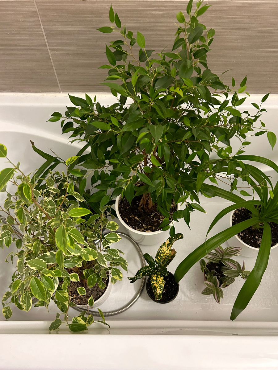 Слева направо -> Два фикуса «Бенжамин», фикус «Кротон», традесканция розовая (сорт не знаю), панданус «вейча»