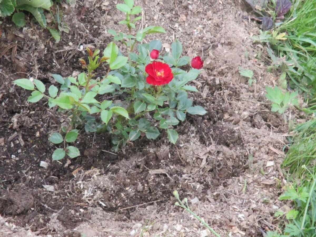 фото Надежды