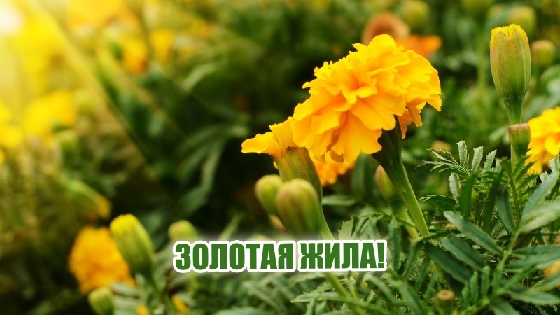 Наконец-то я осознал ценность имеретинского шафрана. Мой огород теперь приносит золото