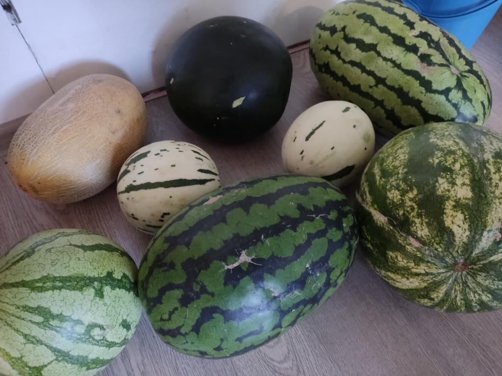 Арбузы я выращиваю с 2007 года и накопила множество сортов и собственных гибридов