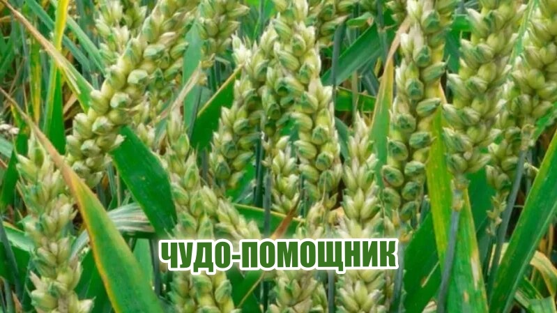 Рожь – эффективный сидерат. Выращиваю с целью обогащения субстрата питательными веществами.