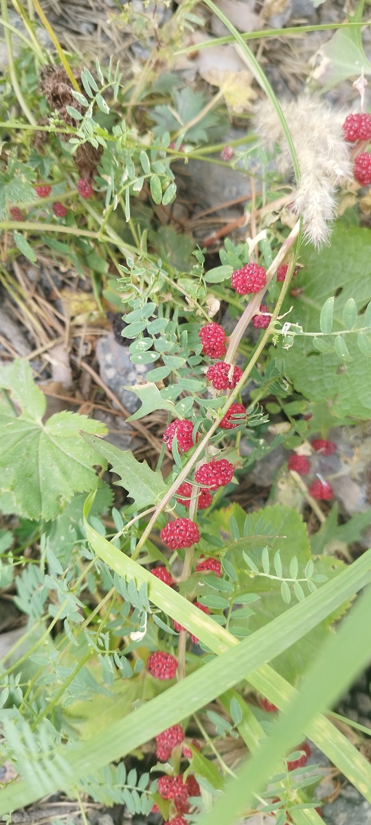 Красивое растет около отеля