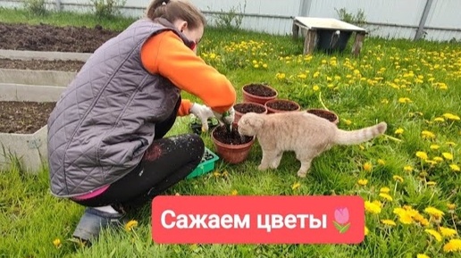 ДЕЛА НА УЧАСТКЕ🌳🌿САЖАЮ ЦВЕТЫ🌷🌺🌹ПРИВОЖУ УЧАСТОК В ПОРЯДОК ПОСЛЕ ЗИМЫ