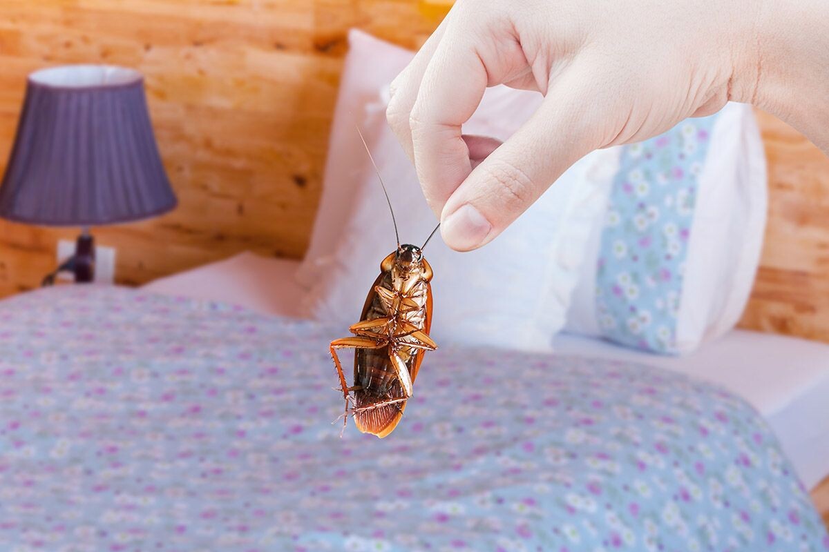 Большинство сонников считают тараканов хорошим символом. Источник: Shutterstock📷
