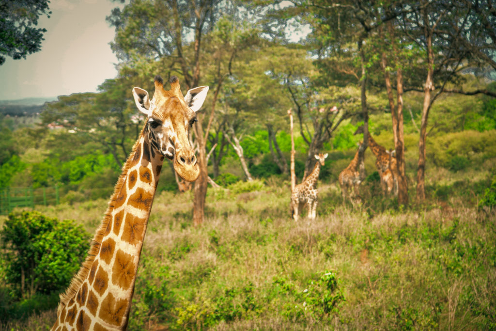источник: www.giraffecentre.org