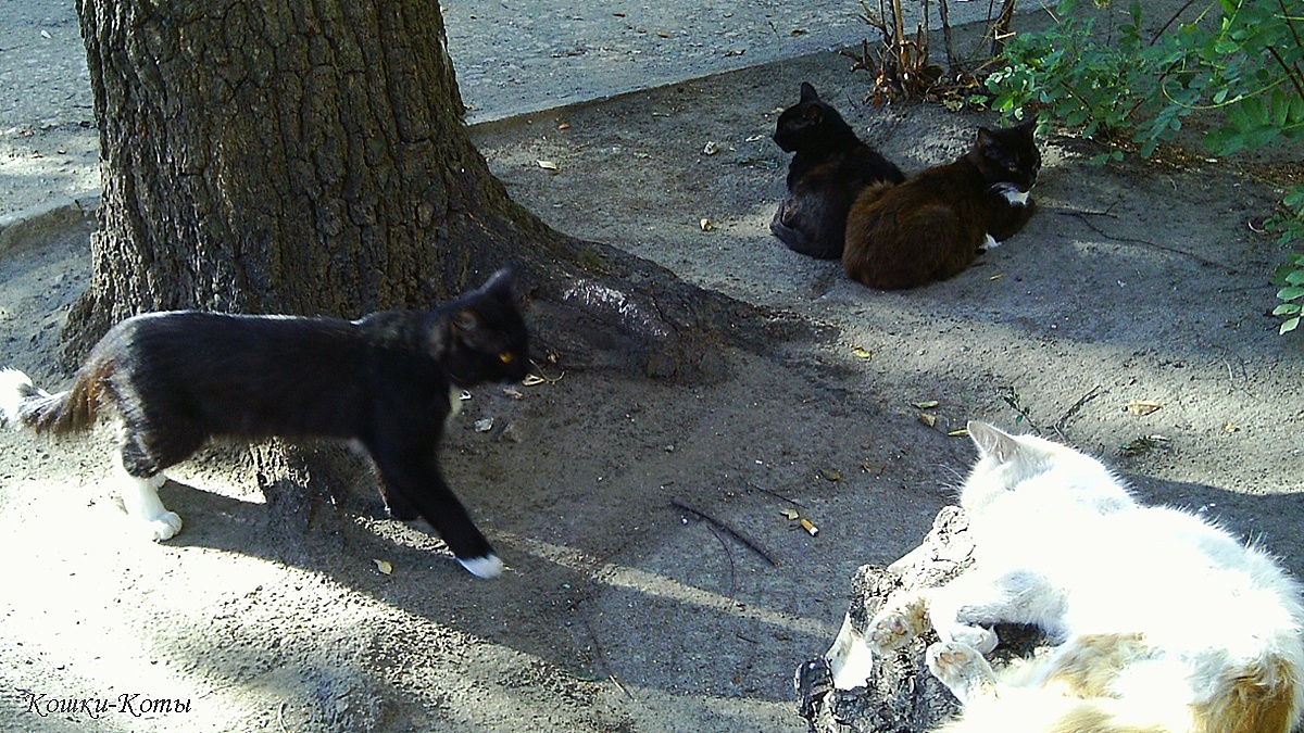 Кот: – Кто последний на глажение? 