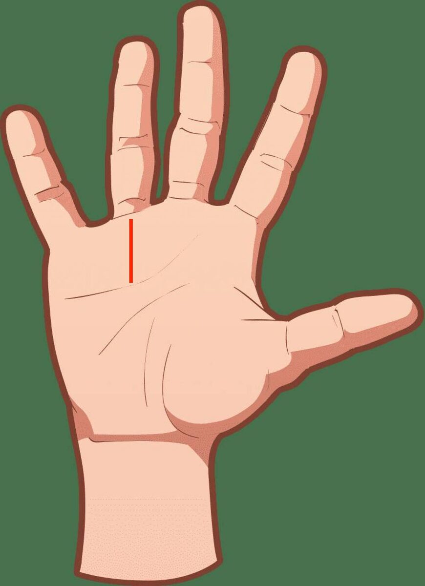 Короткая Линия Солнца большинства людей, начинается после 49 лет