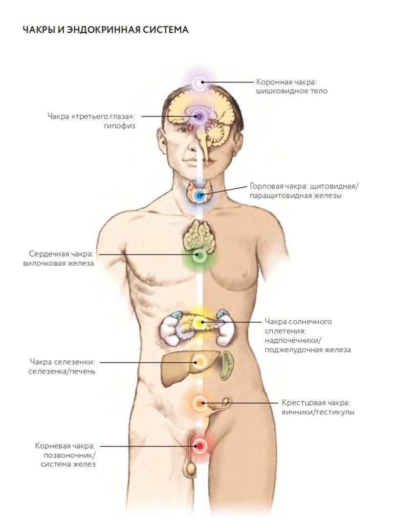 Строение психических энергетических центров и их привязкой к железам внутренней секреции.
