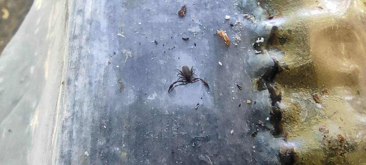 Фото мое. Часто встречаю в деревянных ульях на потолочинах или на холстике.