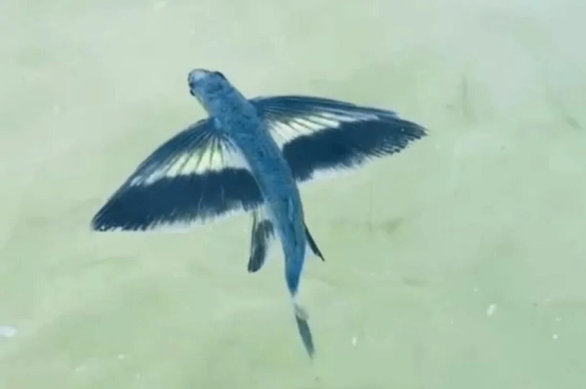    Рыбу с «крыльями» сняли на видео в водах Приморья