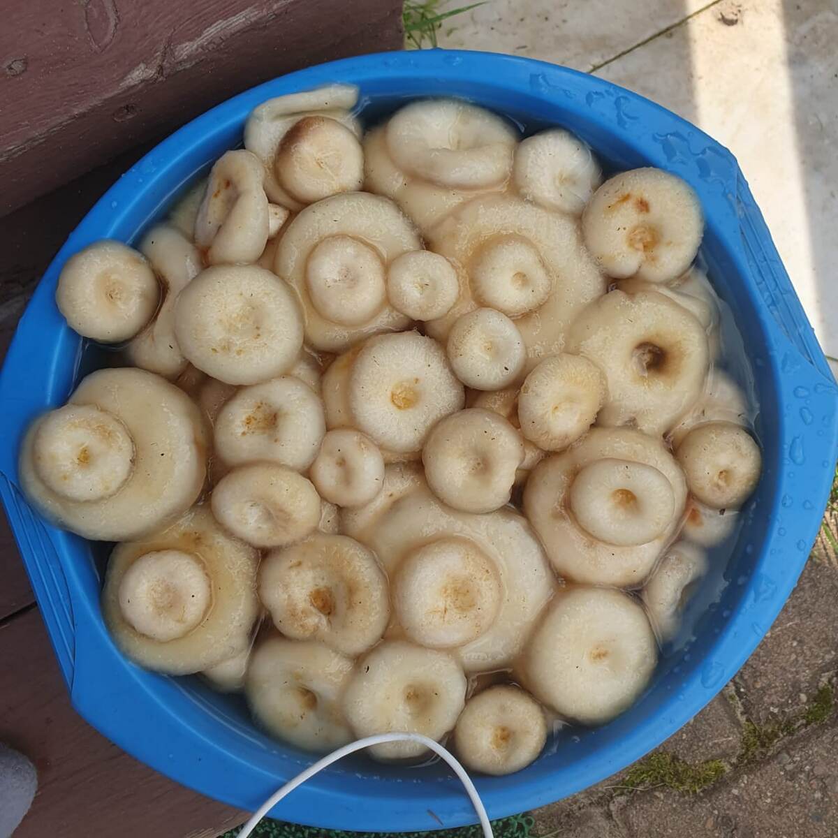 Белые грибы. 