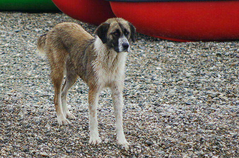   Игорь Самохвалов/ПГ