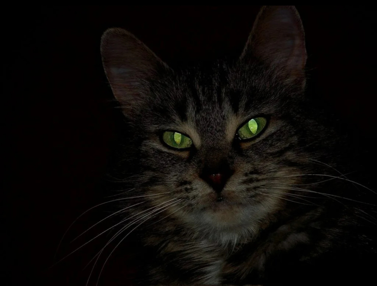 Кошка в темноте