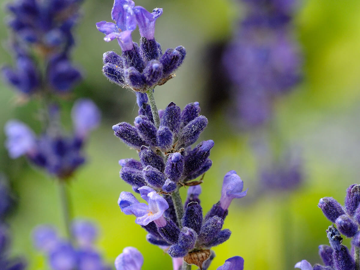 На фото лаванда узколистная