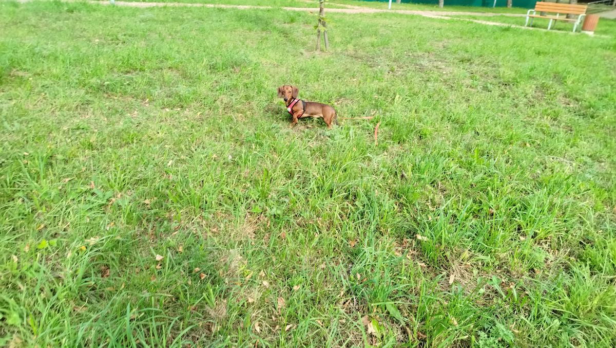 собака на самовыпасе