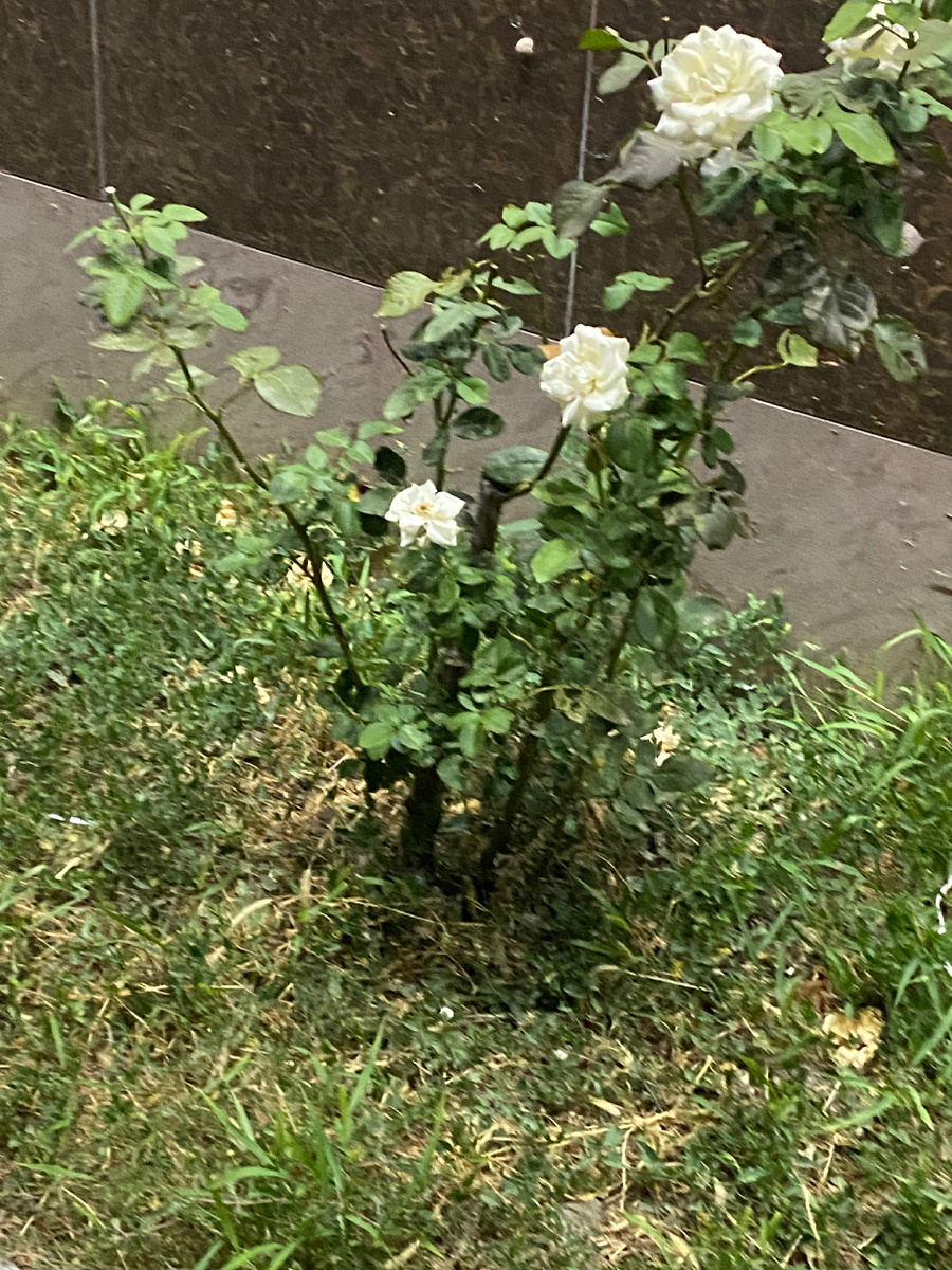 Личное фото 