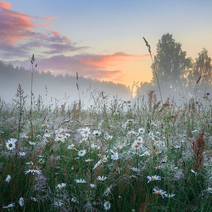 ромашковое поле в тумане