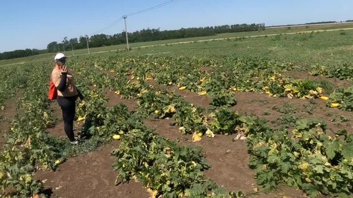 Прополка кабачков на полях Кубанских.