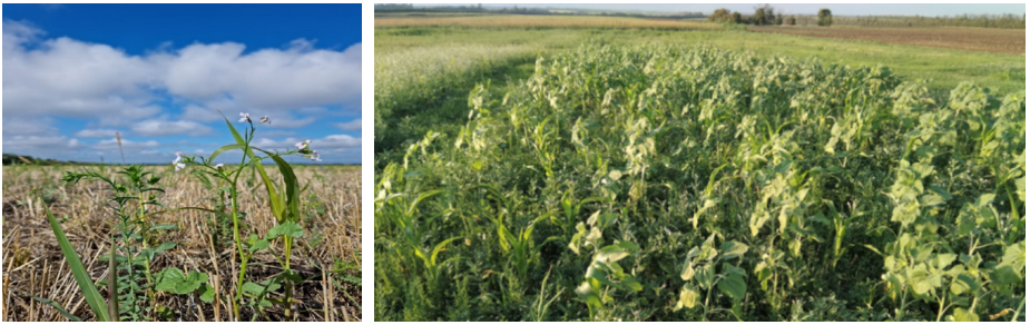 Рис. 1 – Примеры посевов почвопокровных культур, высеянных в летний период после уборки озимой пшеницы