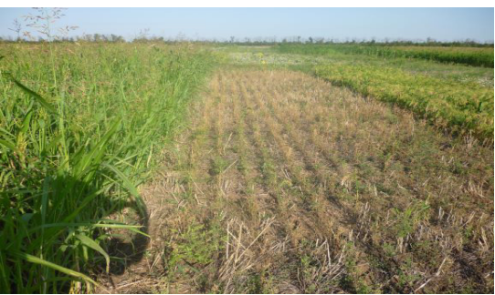 Рис. 2 – Промежуточный самостоятельный посев горчицы (в центре) и смеси из 4 культур – горчица, вика, горох, суданская
трава (слева) (срок сева – 21 июня, дата снимка – 27 августа 2017 г)