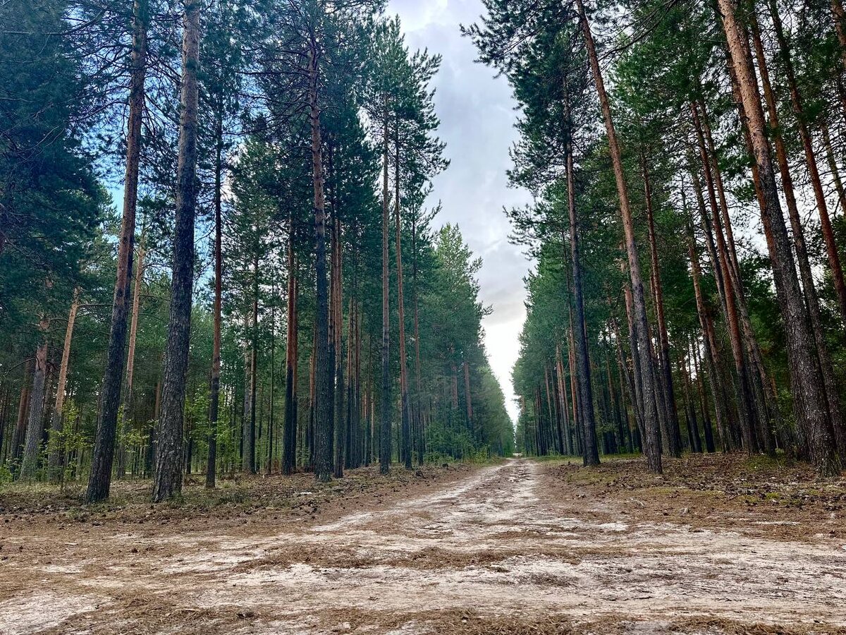    В Сургуте продолжается патрулирование лесов по предупреждению пожаров