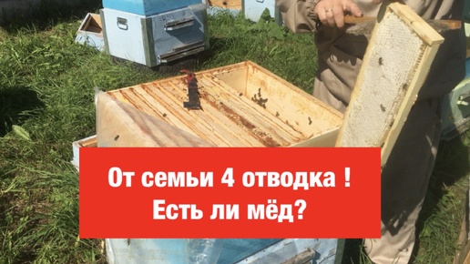 От семьи 4 отводка! Есть ли мед?