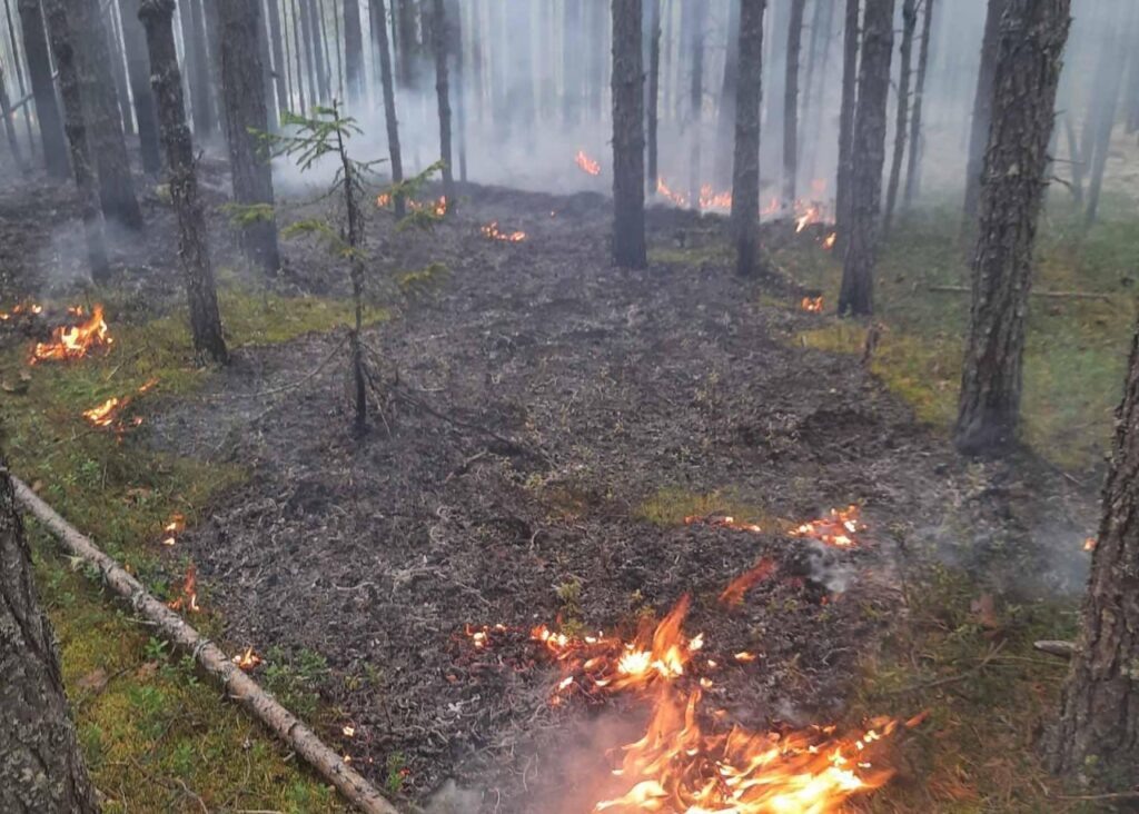    Фото: Пермский лесопожарный центр Алена Калашникова