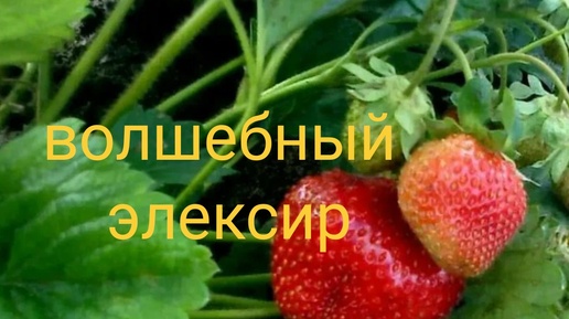 💁🍓Крупная ,сладкая клубника 🍓,делаю так много лет....