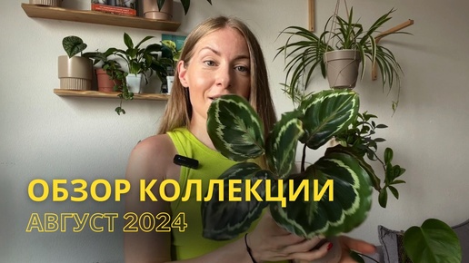 Обзор части колекции растений. Август 2024🌿