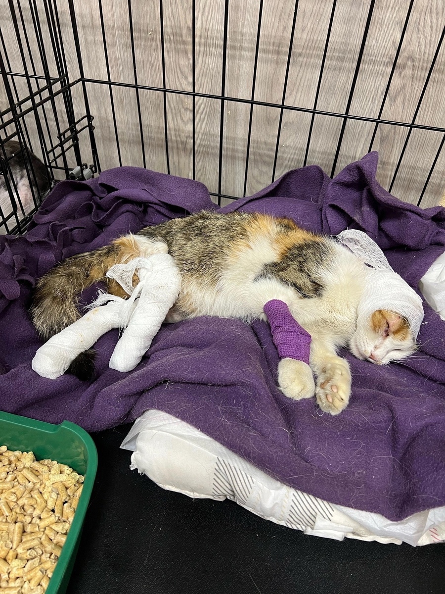    Зоозащитники Петрозаводска показали трехлапую кошку, выжившую после удара токомБлаготворительный фонд "РЕКС"