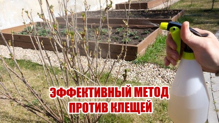 Лишь только бывалые огородники знают: обработка смородины от клещей осенью утроит урожай. Эффективный метод за 40 минут