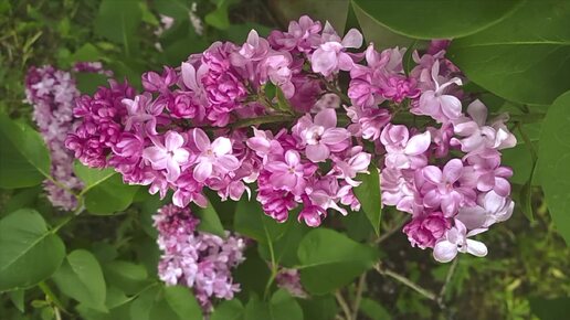 Lilac, Pink, SyringaL,сирень, розовая3