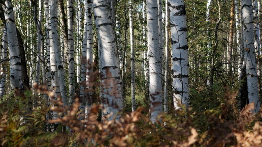 Поиск новых мест для сбора бересты и грибов.