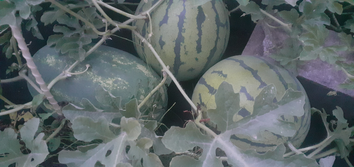 фото сезона 2024 (круглые арбузы - гибрид Мой Медок, удлиненный - сорт Бочка меда).