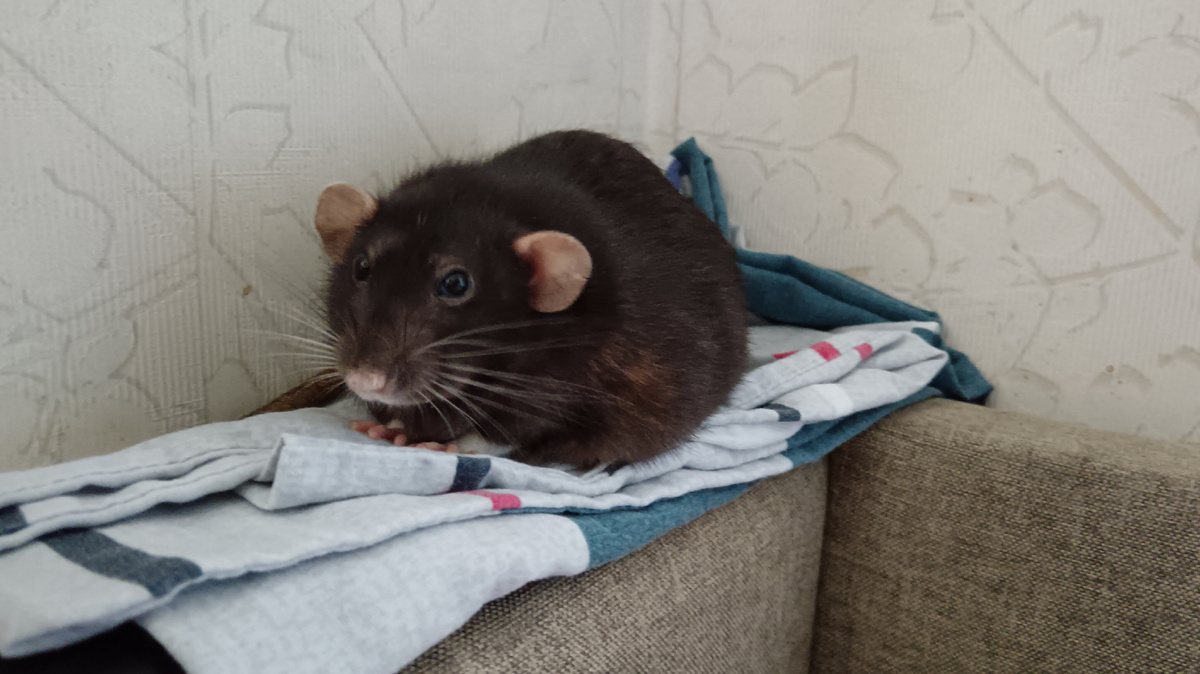 Возраст Шуни приличный и уже видны некоторые изменения в поведении